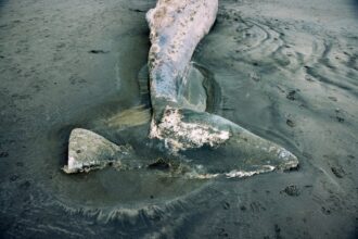 Gray whales are washing up dead on the West Coast. The reason is alarming
