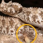 Mysterious Viper With a 'Spider' For a Tail Reveals Another Surprise : ScienceAlert