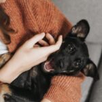 Supporting Your Pet's Mental Wellbeing