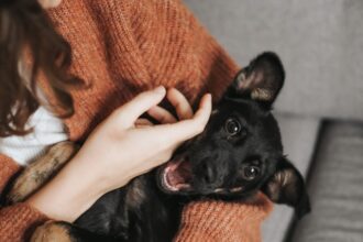 Supporting Your Pet's Mental Wellbeing
