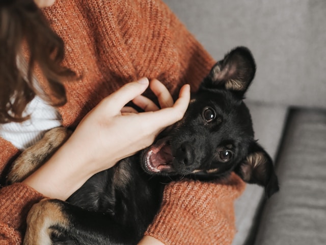 Supporting Your Pet's Mental Wellbeing