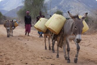 The 'voracious, clandestine' donkey skin trade